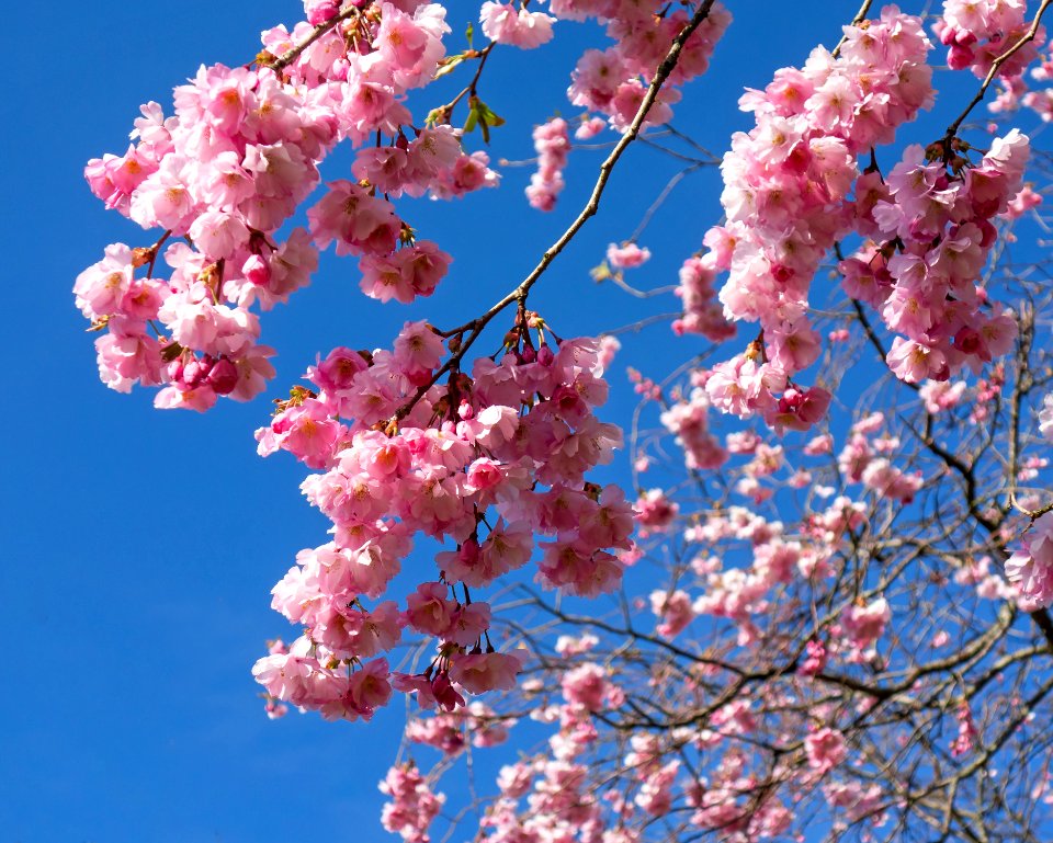 Pink double cherry blossoms in Torp 8