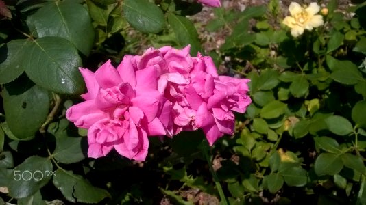 Pink Pink Pink (153221311)