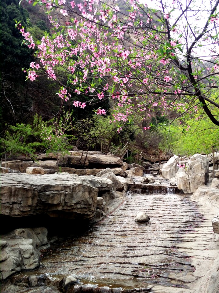 Pink peach tree in blossom in Mount Langya in Hebei, picture2