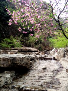 Pink peach tree in blossom in Mount Langya in Hebei, picture2