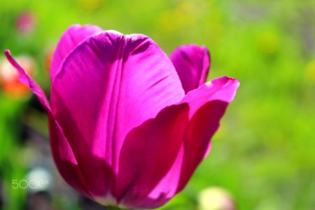 Pink tulip (260653047) photo