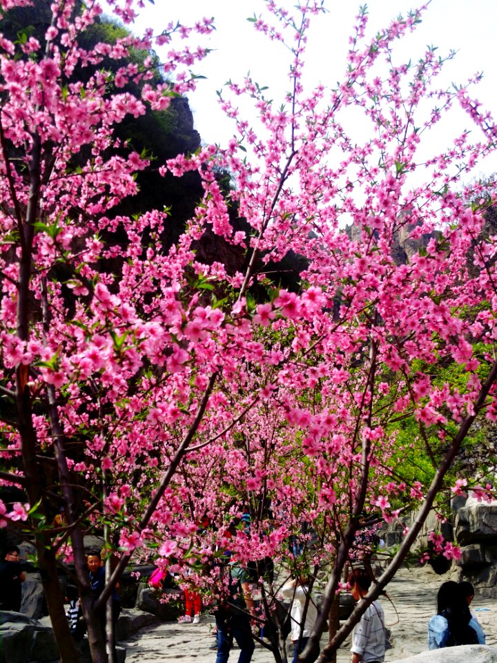 Pink peach trees in blossom in Mount Langya in Hebei, picture5