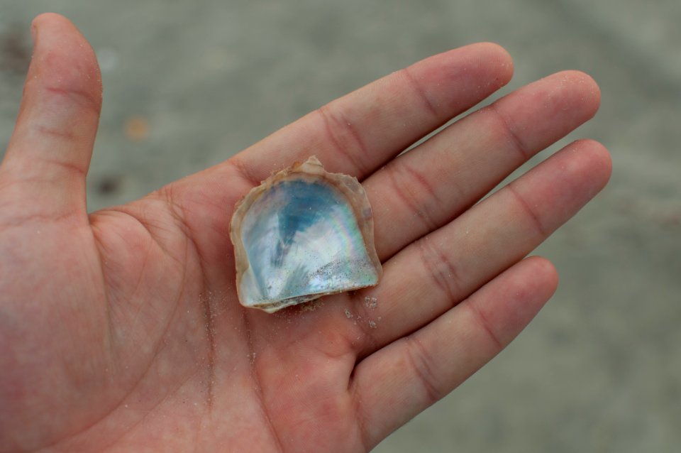 Pinctada imbricata Röding of Margarita island