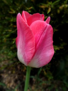 Pink tulip, 2021-04-12, Beechview, 02