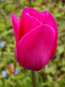 Pink Tulip, 2020-05-05, Beechview, 02