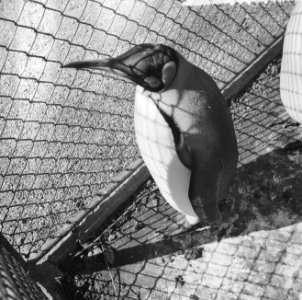 Pinguins, Bestanddeelnr 909-4581