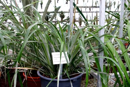 Pitcairnia jimenezii - Botanischer Garten - Heidelberg, Germany - DSC01232