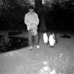 Pinguins in Artis, Bestanddeelnr 908-1606
