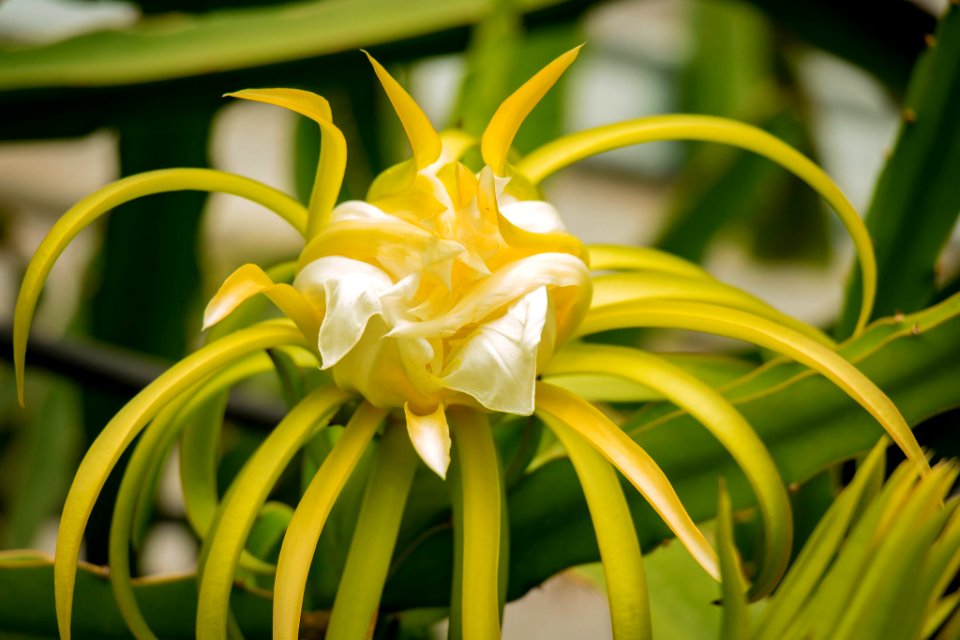 Pitaya 2 (167239527)