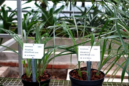 Pitcairnia breedlovei - Botanischer Garten - Heidelberg, Germany - DSC01226