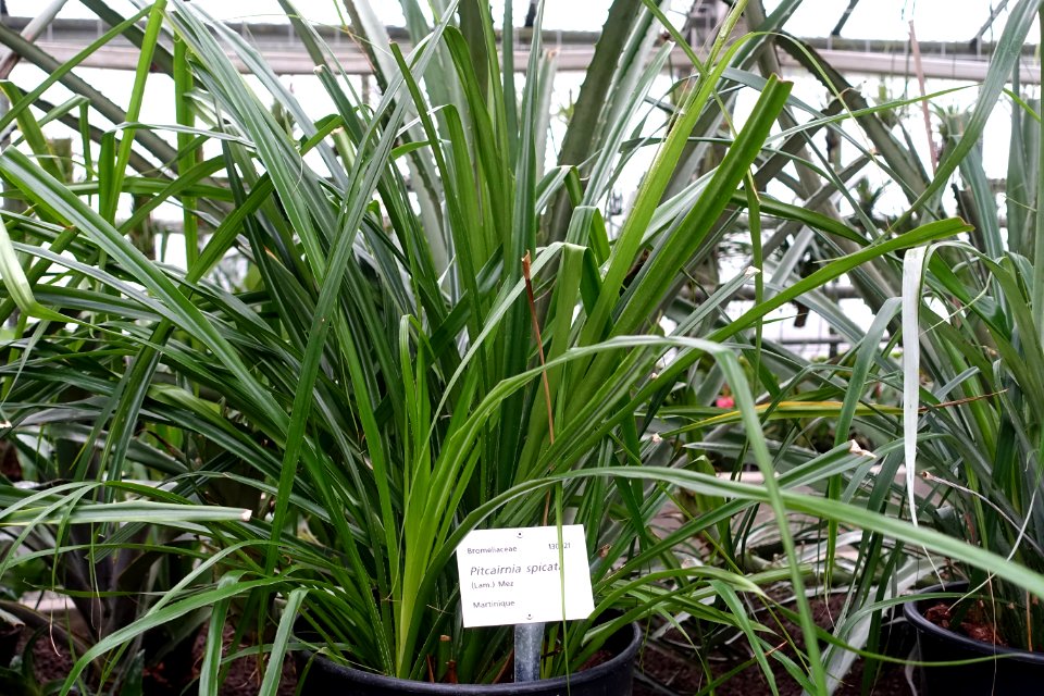 Pitcairnia spicata - Botanischer Garten - Heidelberg, Germany - DSC01234