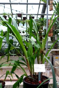 Pitcairnia rectiflora - Botanischer Garten - Heidelberg, Germany - DSC01219
