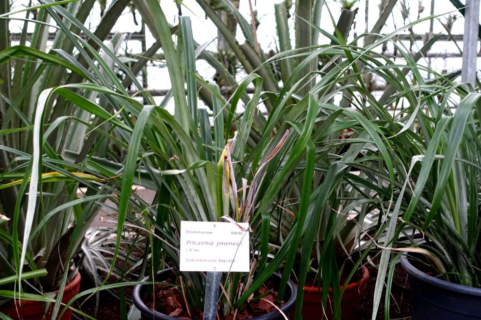 Pitcairnia jimenezii - Botanischer Garten - Heidelberg, Germany - DSC01233