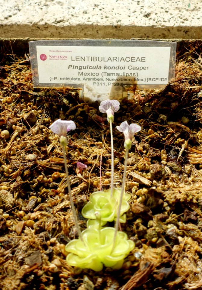 Pinguicula kondoi - Orto botanico - Rome, Italy - DSC09946