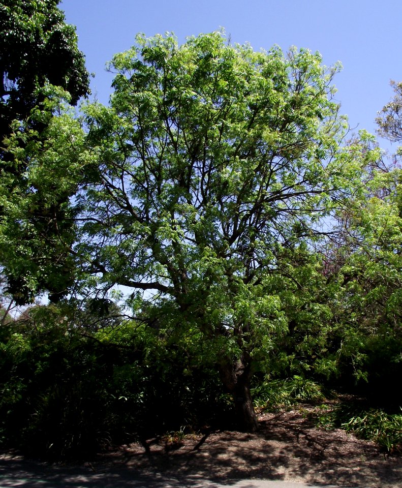 Pistacia chinensis 1