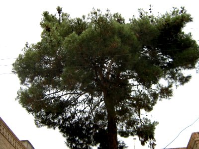 Pin tree in Culture office of Nishapur
