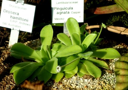 Pinguicula agnata - Botanischer Garten Braunschweig - Braunschweig, Germany - DSC04330