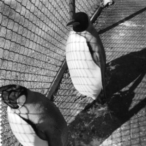 Pinguins, Bestanddeelnr 909-4583