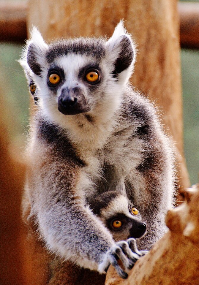 Zoo mama young animal