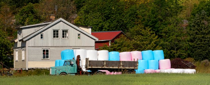 Pink white and blue silage bales on a very hot day