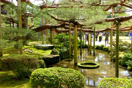 Pine - Kenroku-en - Kanazawa, Japan - DSC09766