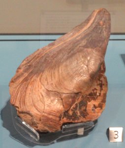 Pinna ampla, Calvados, France, Late Jurassic - Royal Ontario Museum - DSC09926