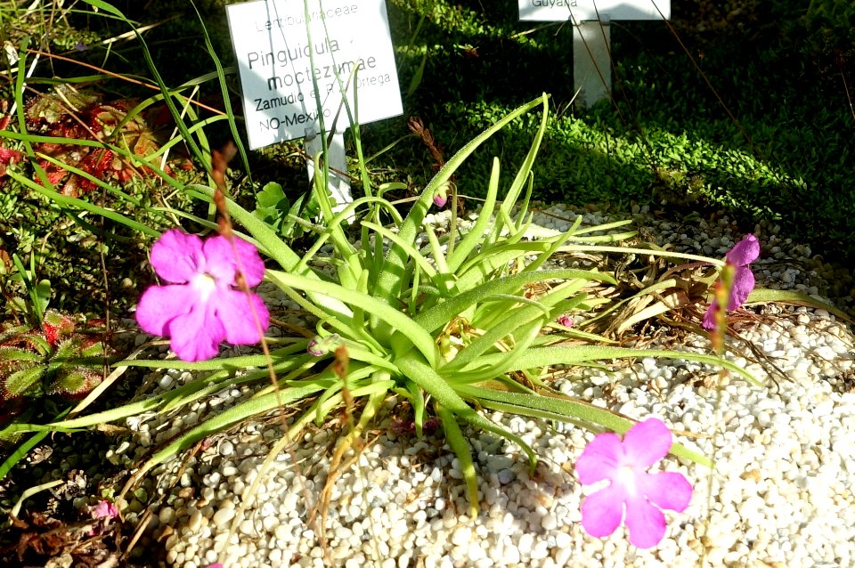 Pinguicula moctezumae - Botanischer Garten Braunschweig - Braunschweig, Germany - DSC04335