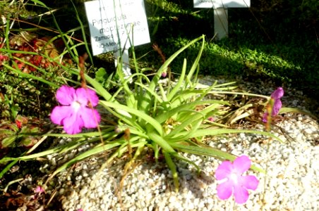 Pinguicula moctezumae - Botanischer Garten Braunschweig - Braunschweig, Germany - DSC04335