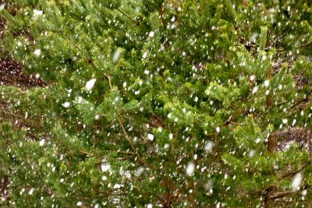 Pines in snowfall