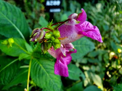Pink-white flowers at Institute for Nature Study 3