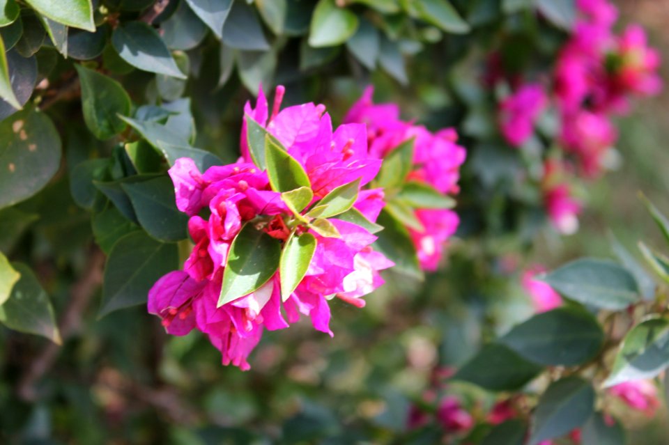 Pink Flower (204966091)