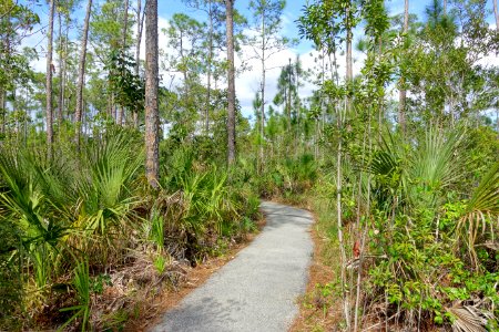 Pinelands Trail - Everglades National Park - DSC09485