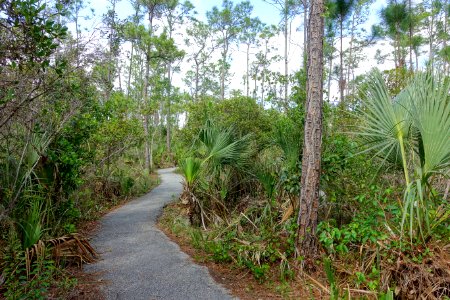 Pinelands Trail - Everglades National Park - DSC09483