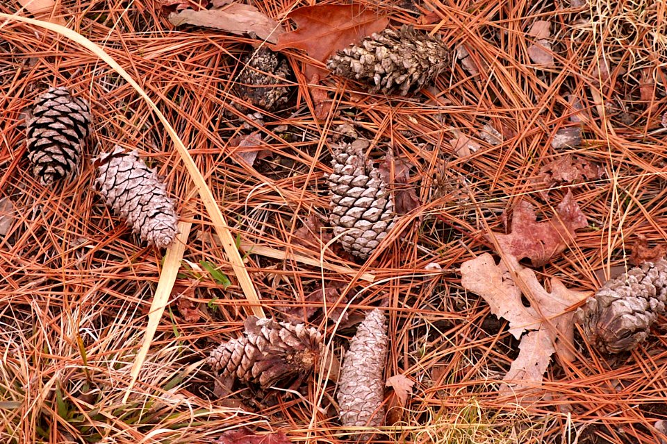 Pine forest floor, Jamestown Island, 2014-03-19, 01