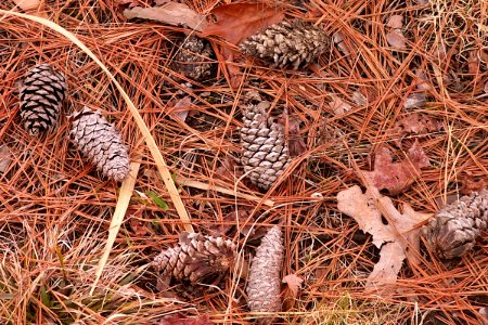 Pine forest floor, Jamestown Island, 2014-03-19, 01