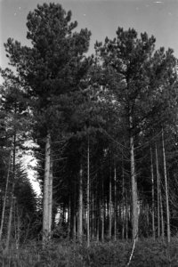 Pinussoorten, schonenhorst, pinus nigra var austriaca, Bestanddeelnr 170-0947