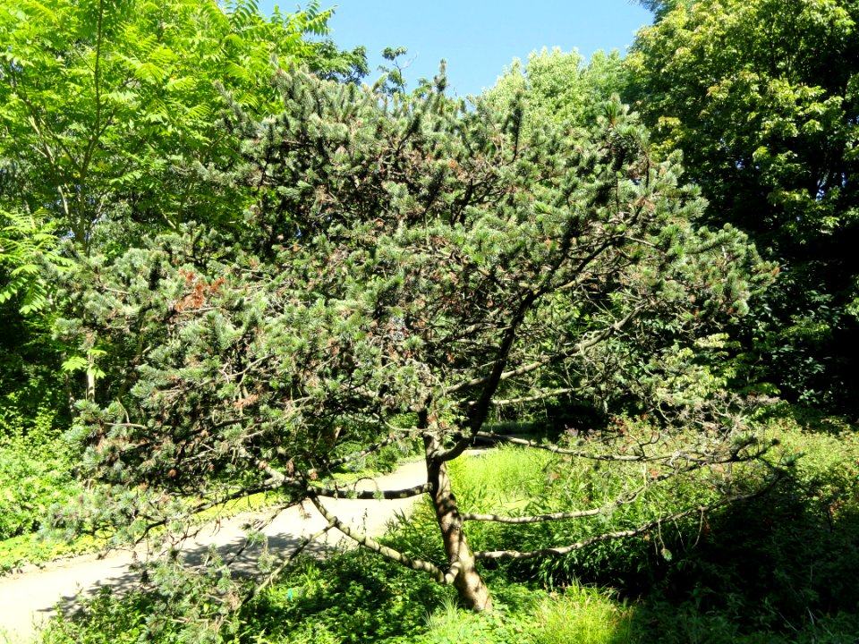 Pinus aristata - Botanischer Garten, Frankfurt am Main - DSC02540