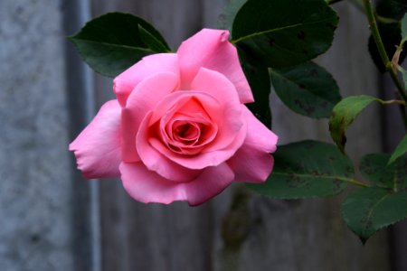 Pink Rose (167546095) photo