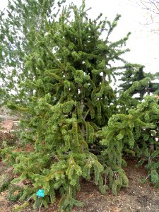Pinus aristata - Red Butte Garden and Arboretum - DSC07542