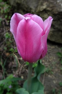 Pink tulip, 2021-04-12, Beechview, 01