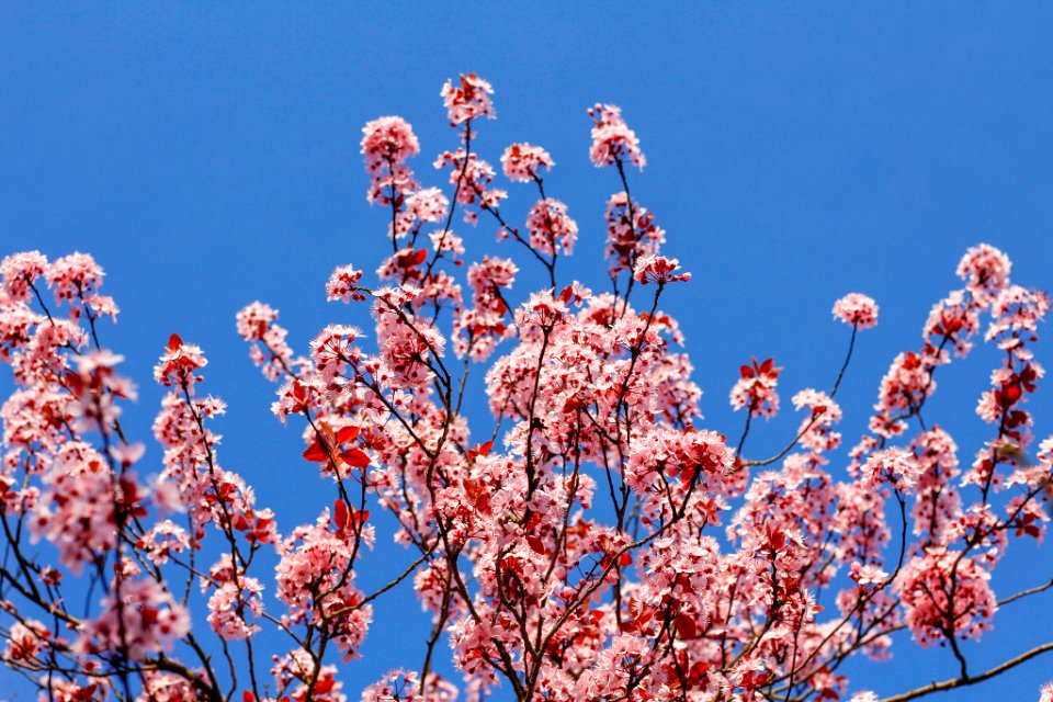 Pink Flowers (204847959)