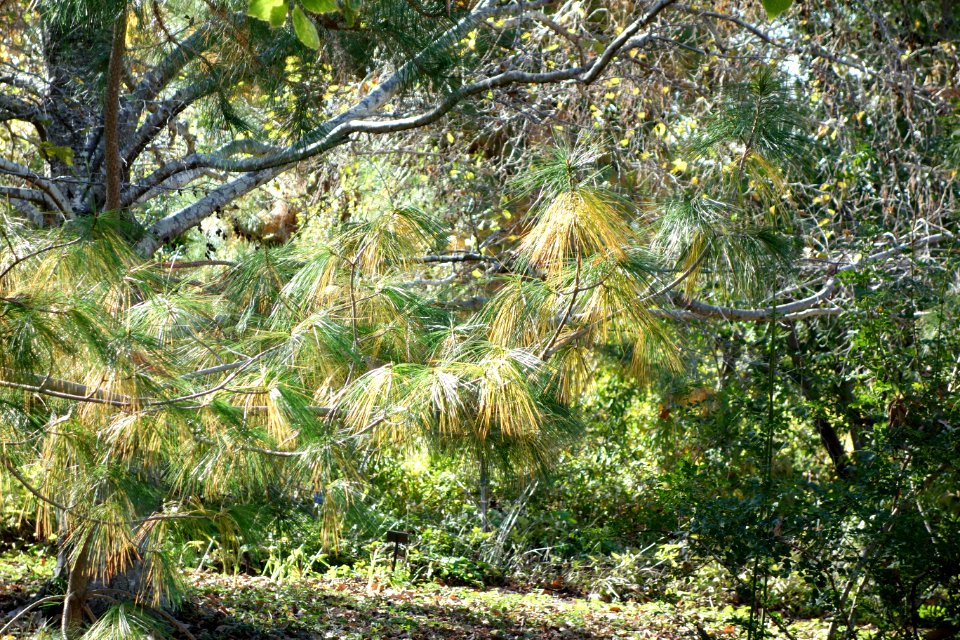Pinus armandii - Quarryhill Botanical Garden - DSC03719