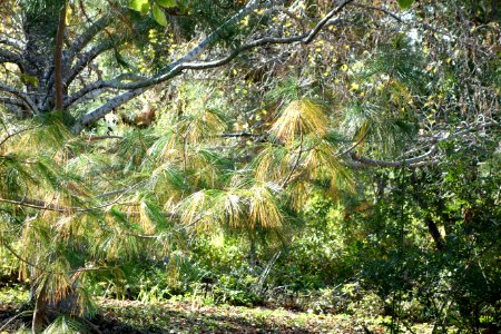Pinus armandii - Quarryhill Botanical Garden - DSC03719