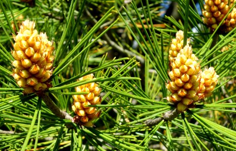 Pinus bungeana 'Rowe Arboretum' - Stanley M. Rowe Arboretum - DSC03407