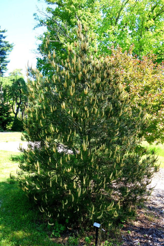 Pinus bungeana 'Buchholz Dwarf' - Stanley M. Rowe Arboretum - DSC03348