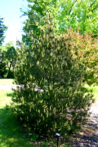 Pinus bungeana 'Buchholz Dwarf' - Stanley M. Rowe Arboretum - DSC03348