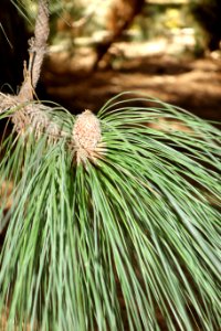 Pinus canariensis - Leaning Pine Arboretum - DSC05842