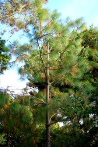 Pinus apulcensis, Mendocino Coast Botanical Gardens - DSC02315