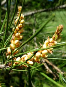 Pinus bungeana - Arnold Arboretum - DSC06785