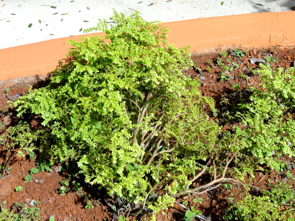 Pilea microphylla- Jardim Botânico de Brasília - DSC09676
